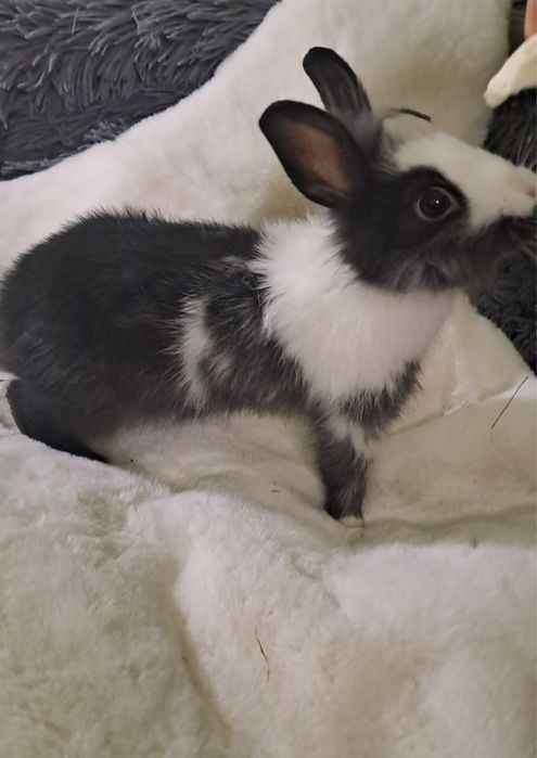 Króliki mianiaturki Teddy Karzeł