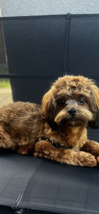 Shihpoo czarny chłopczyk