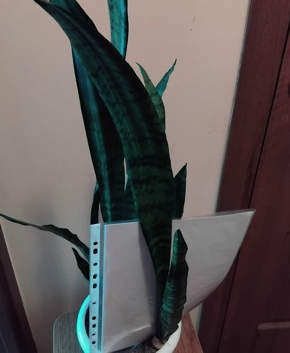 Сансевієрія Блек Корал, Муншайн, ханні Голд, Вітні, Лауренті