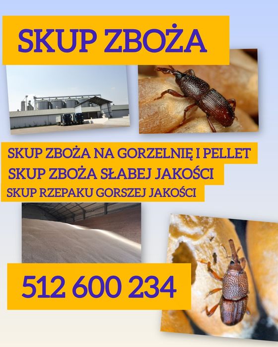 Skup zbóż paszowych