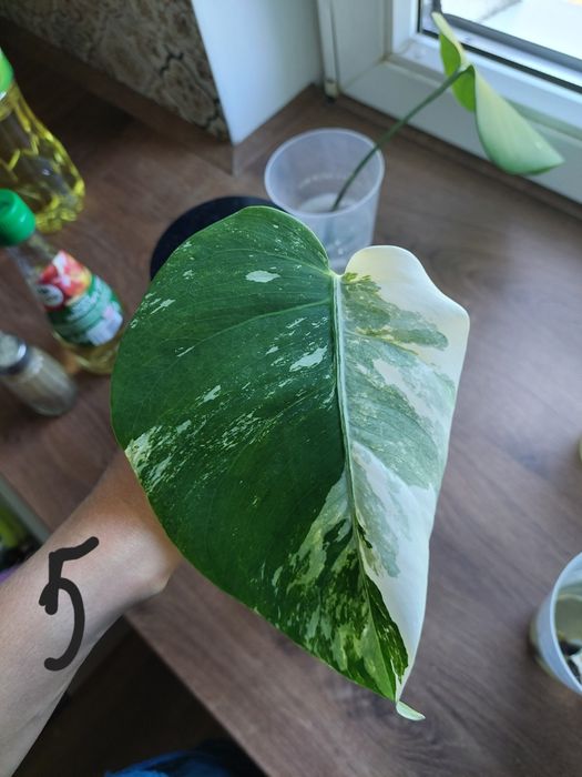 Monstera variegata ukorzenione pędówki z liściem
