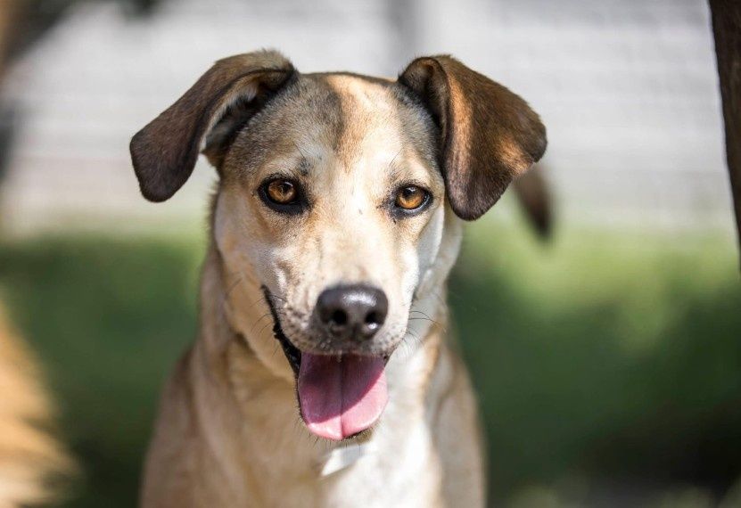 Hossa poleca się do adopcji