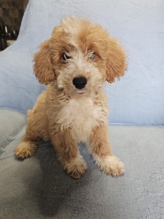 CAVAPOO - szczeniak samczyk