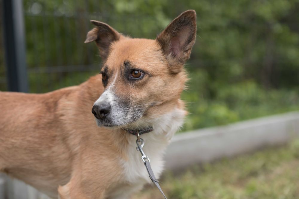 Lilma - delikatna sunia do doświadczonego domu