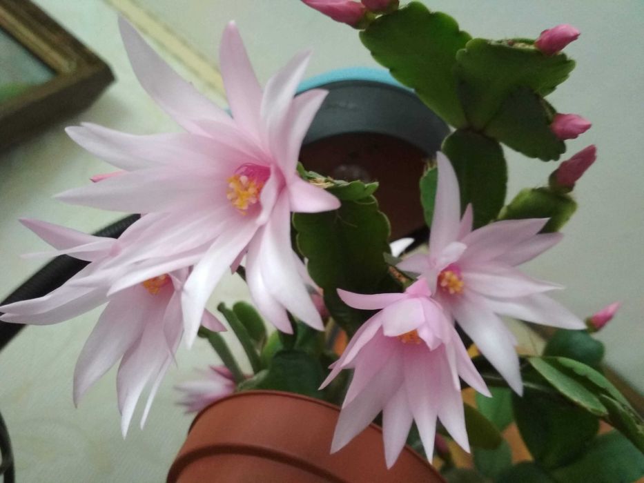 рипсалидопсис декабрист весенний пасхальный