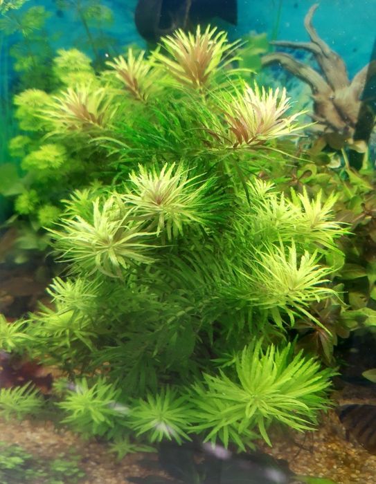 Roślina akwariowa Limnophila aromatica