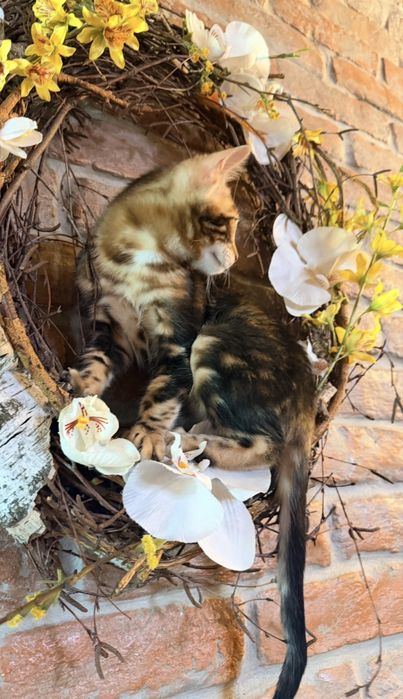 Бенгальське кошеня