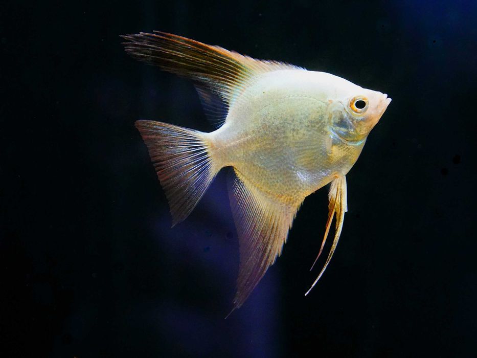 GB Skalar Bulgarian - dowóz ryb!