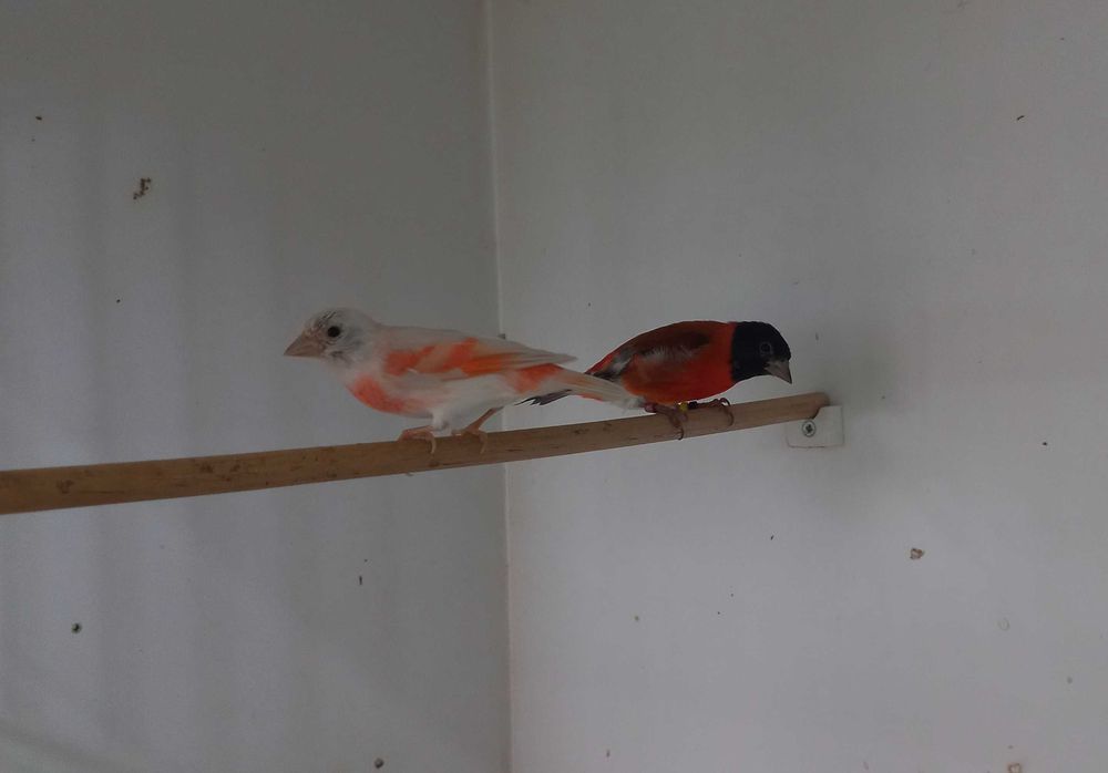 Cardinalitos da venezuela