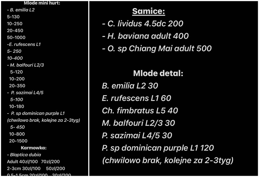 Monocentropus balfouri ptaszniki L2/3