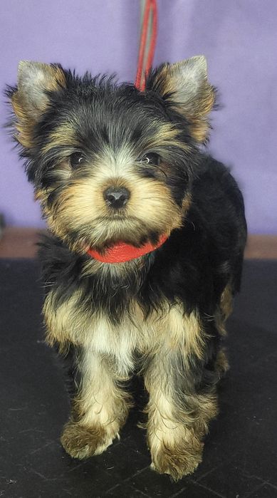 Породні цуценя йоркширських тер'єрів