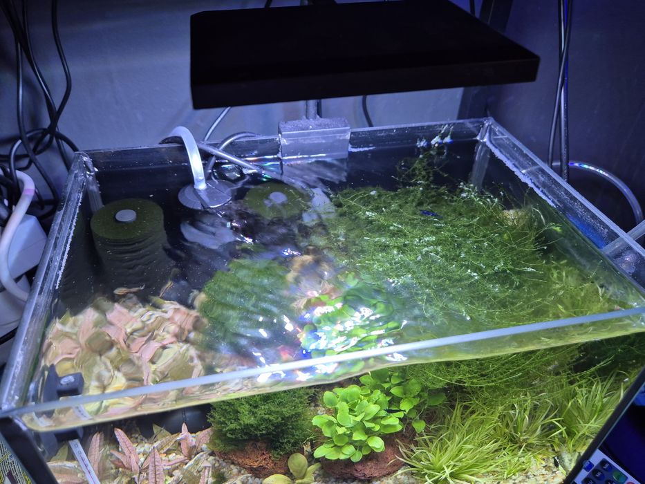 Krewetkarium 30x20x20cm z życiem i osprzętem małe akwarium