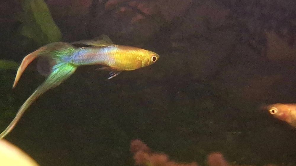 Gupik Endlera Japan Blue Gold duble sward