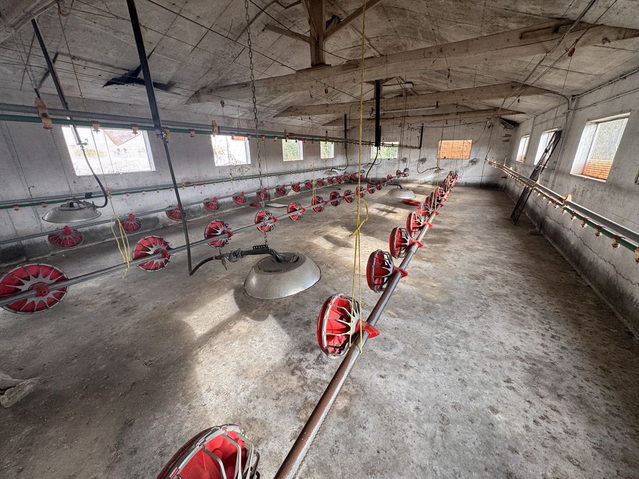 Bebedouros  (Aviario)