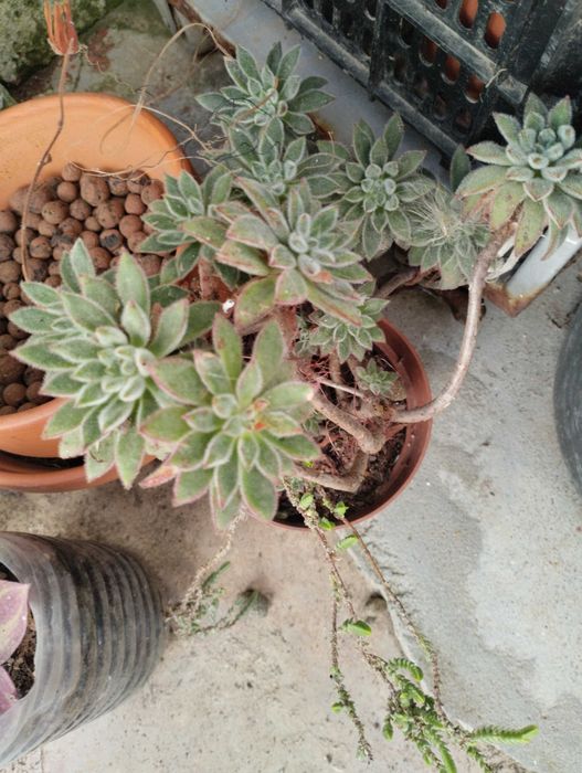 Suculentas envio CTT 1€