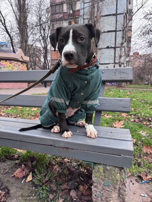 Продам добрую и ласковую собаку