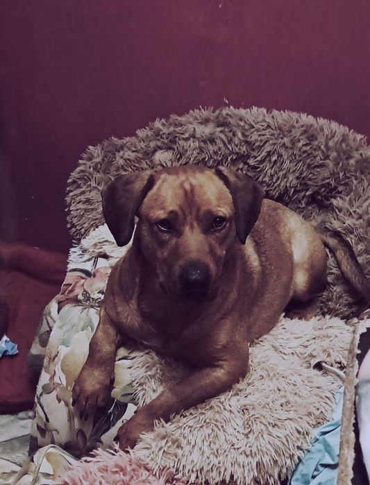 Zwykły piesio szuka niezwykłego OPIEKUNA