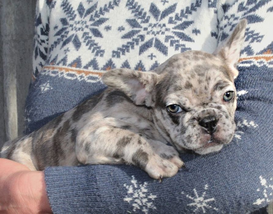 Розкішні французики