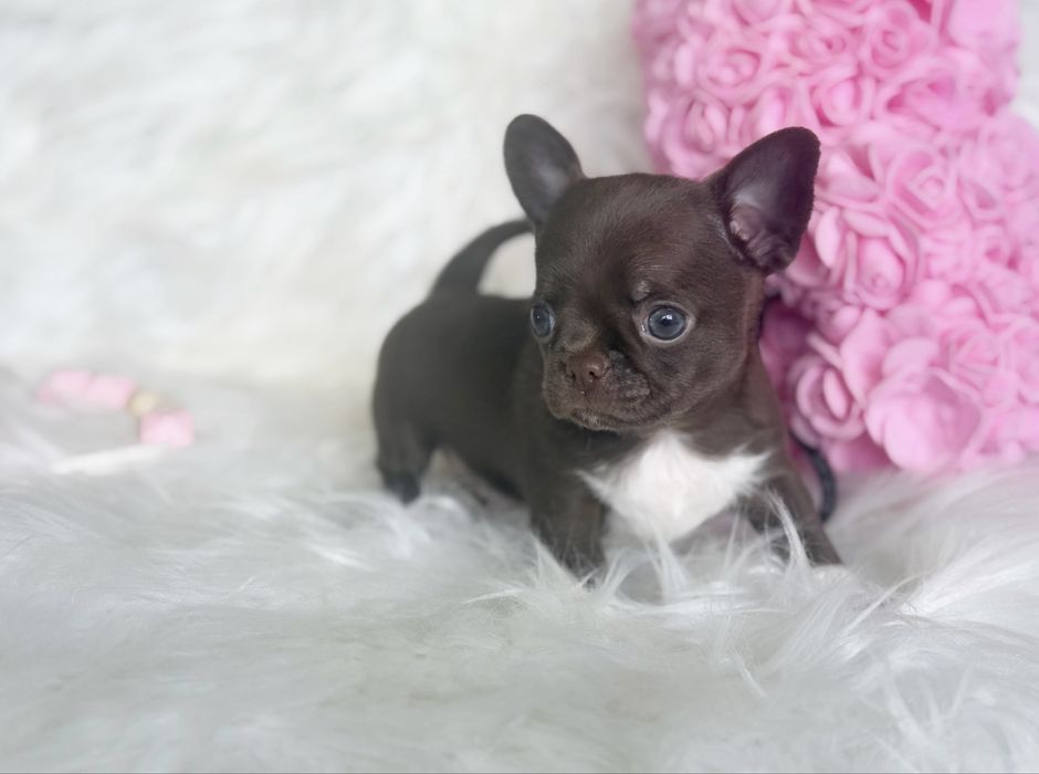 Ciemna czekolada uroczy piesek chihuahua