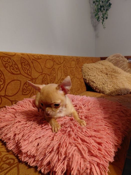 Chihuahua mini płowy