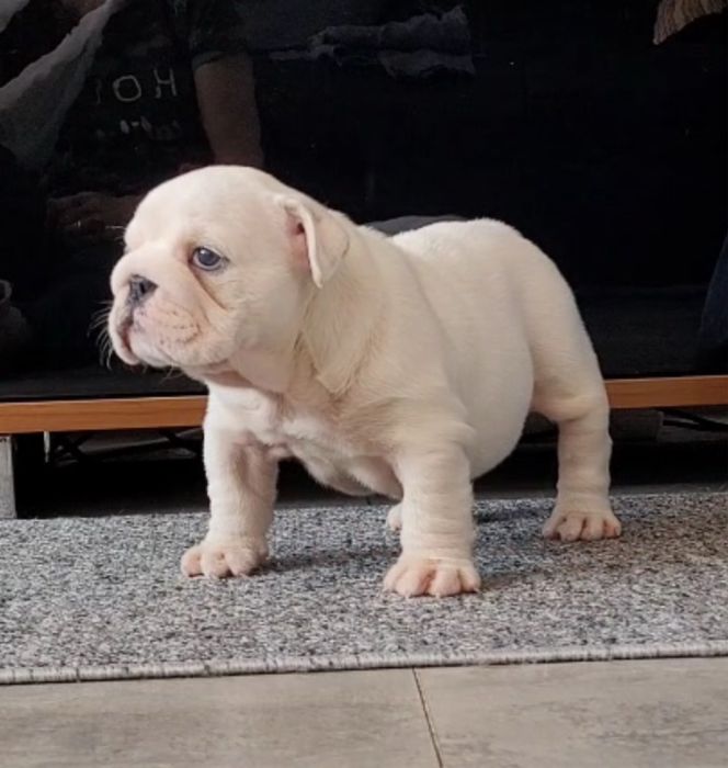 Super suczka nr 2 fci buldog angielski