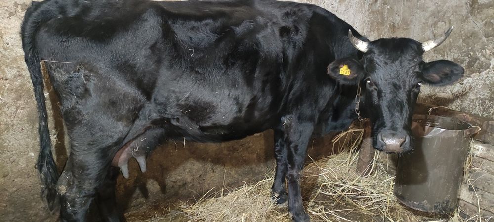 Продам коров на хозяйство.