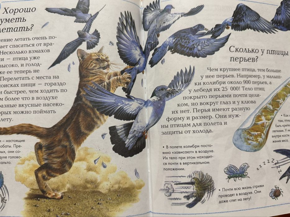 Энциклопедия  Где, что и когда?