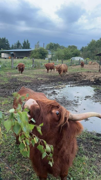 Krowa highland szkocka wyżynna stado byk
