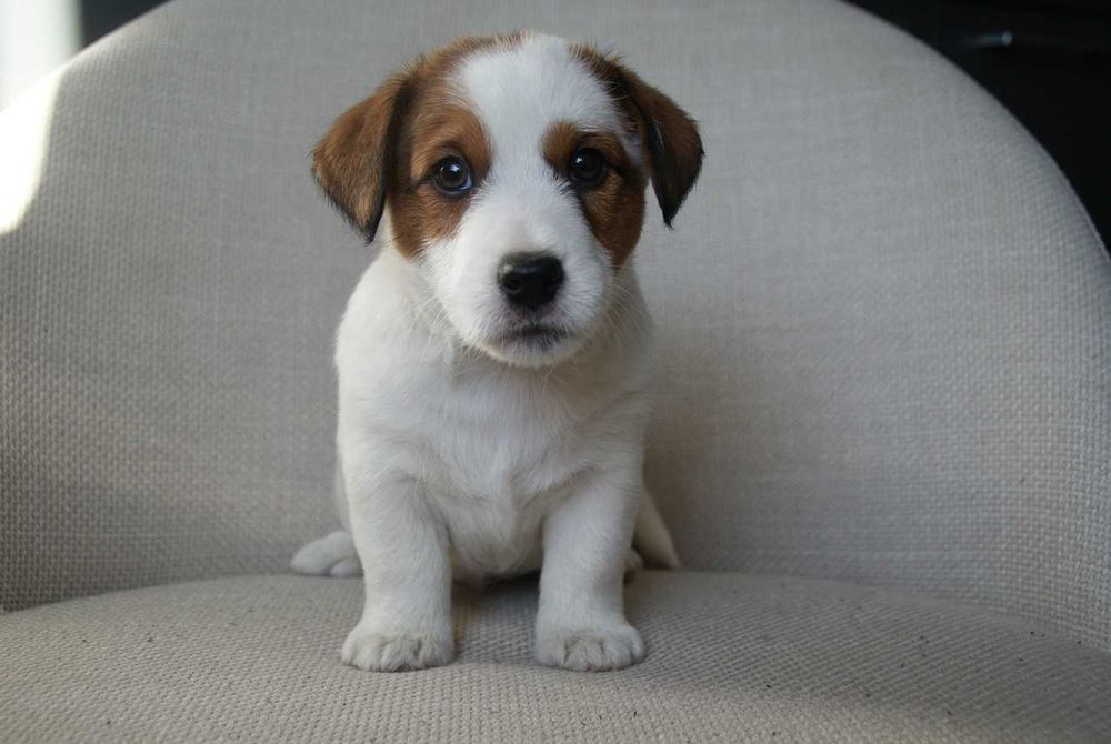 Jack Russell Terrier-Piesek nr 3  ZKwP