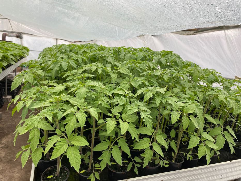 Sadzonki rozsada pomidory ogórki papryka