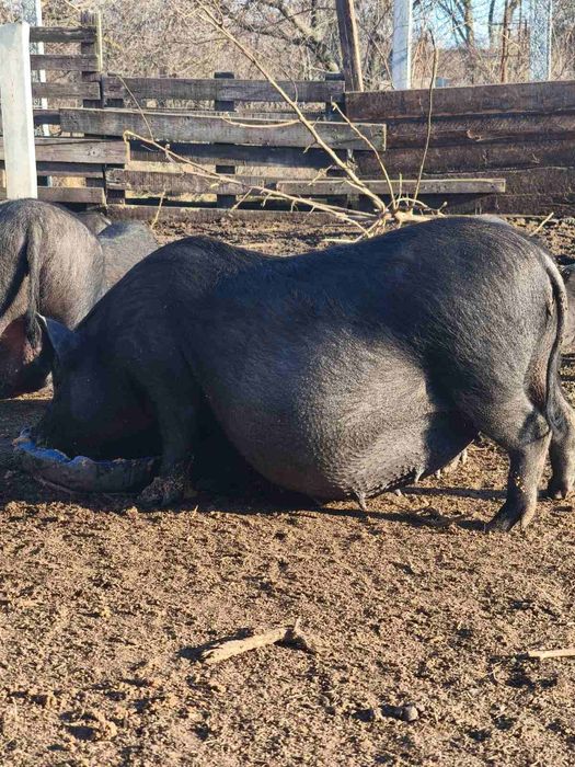 Вьетнамские свиньи , поросята
