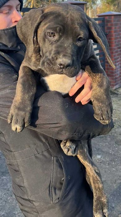 Cane Corso Italiano szczeniaczek
