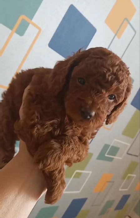 Хлопчики той пудель