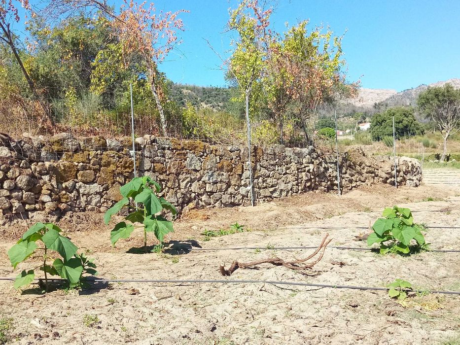 Terreno de 1,3 Ha com Ribeiro e Viabilidade de Construção