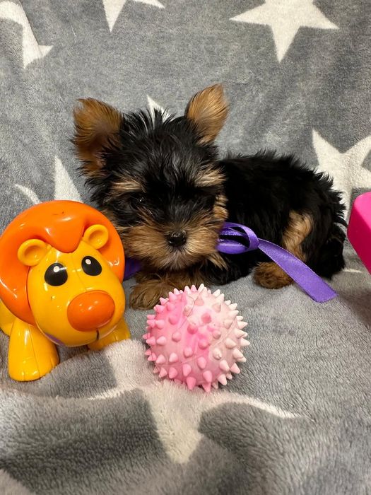 Yorkshire terrier szczeniavzek