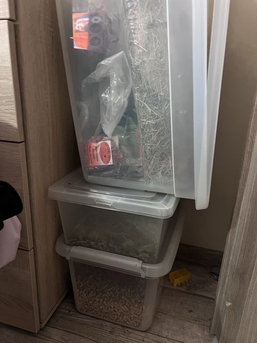 Królik miniaturka