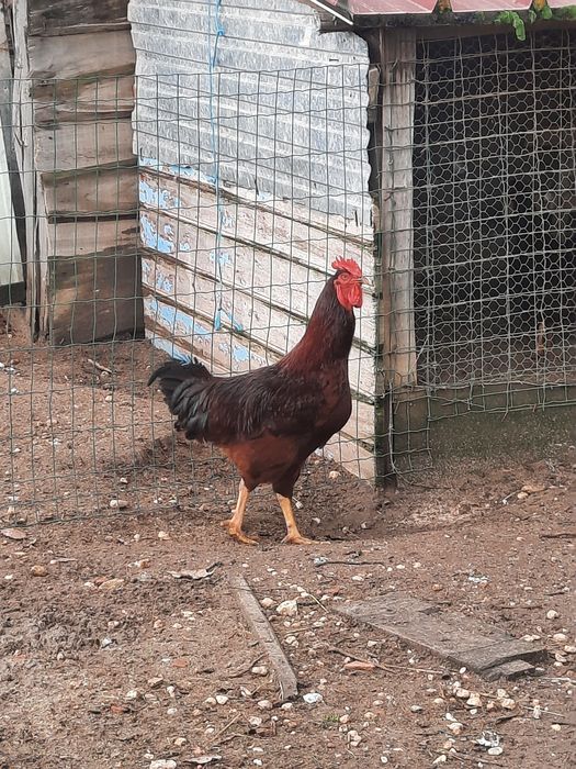 Galinhas de raça-ovos