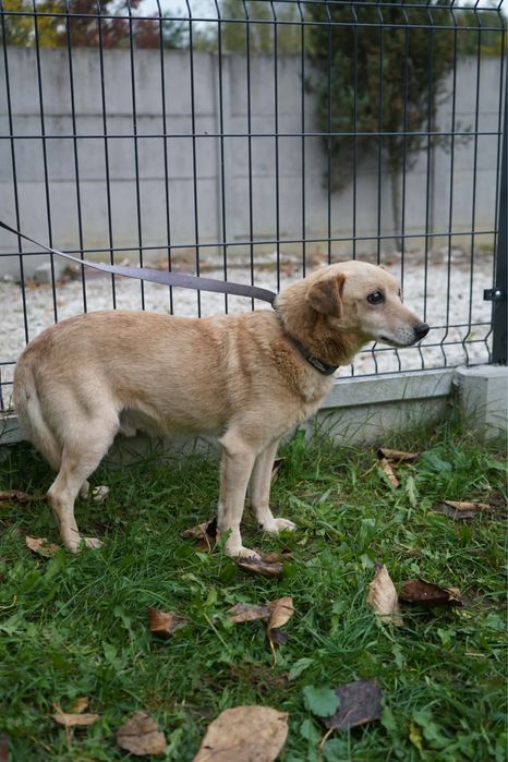 Pilna adopcja pieska