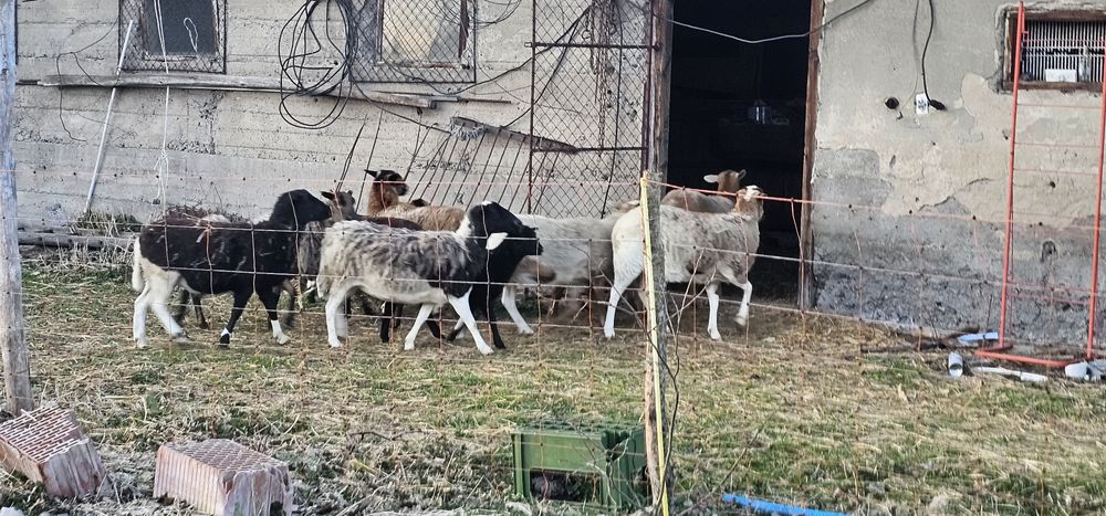 Sprzedam barany owce