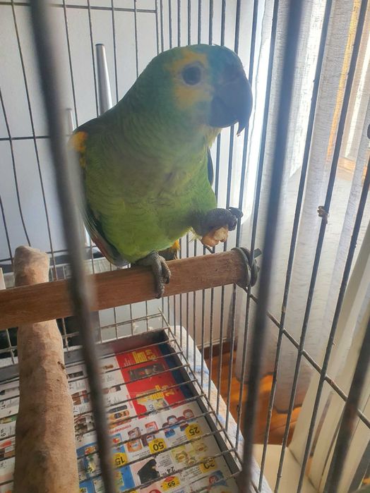Amazona Aestivas Xanthoperyx M e F