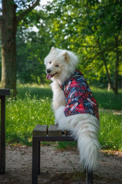 Derka kurtka przeciwdesczowa dla psa