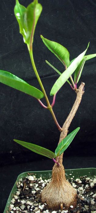 Petopentia natalensis