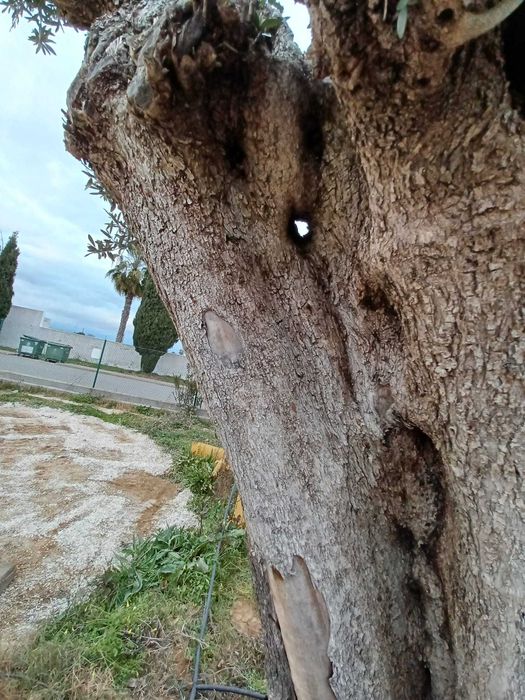 Oliveira Centenária Bonsai »»» must-have for landscape architecture!