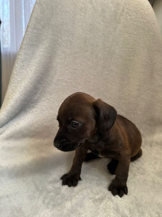 Jamniczek czekoladowy