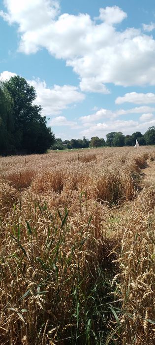 sprzedam dzialke budowlana