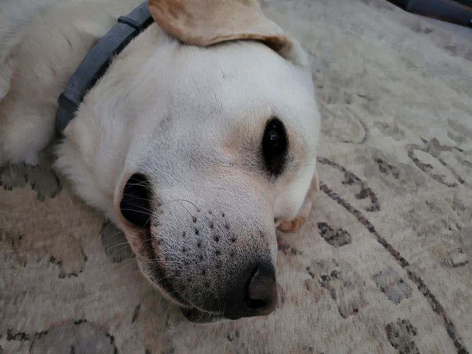 Labrador procura descendente