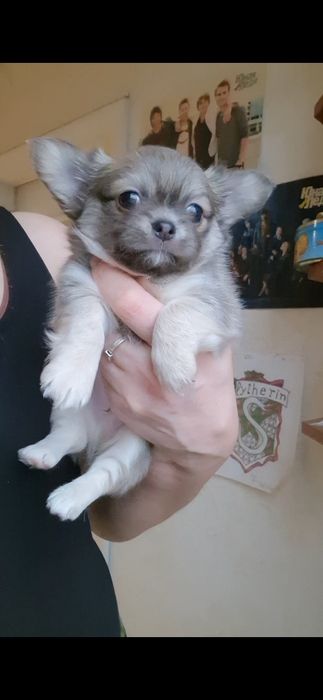 Чіхуахуа хлопчик