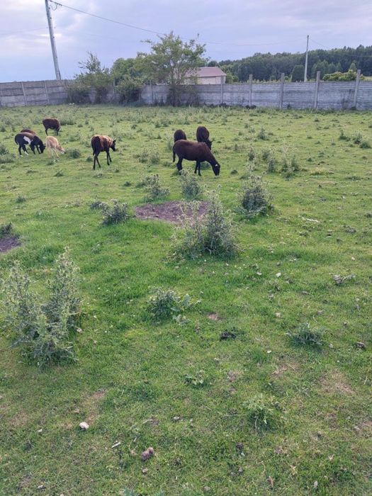 Owce, owieczki, owca, baran