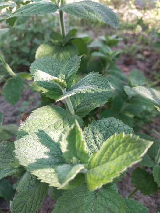 Mięta suszona ekologiczna. 30g.