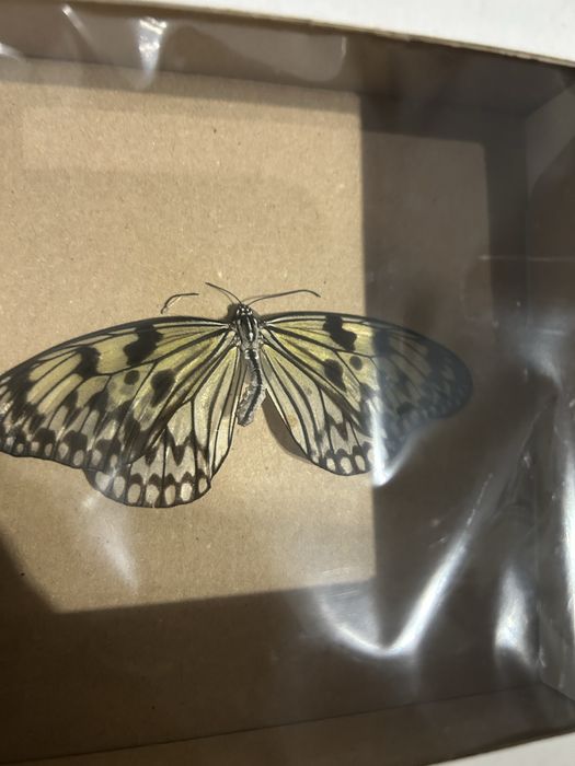 Motyl w gablocie